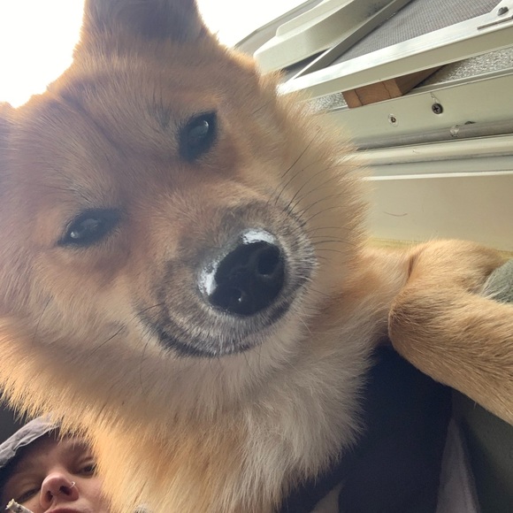 Meet your Posher, Alissa - Picture 7 of 16